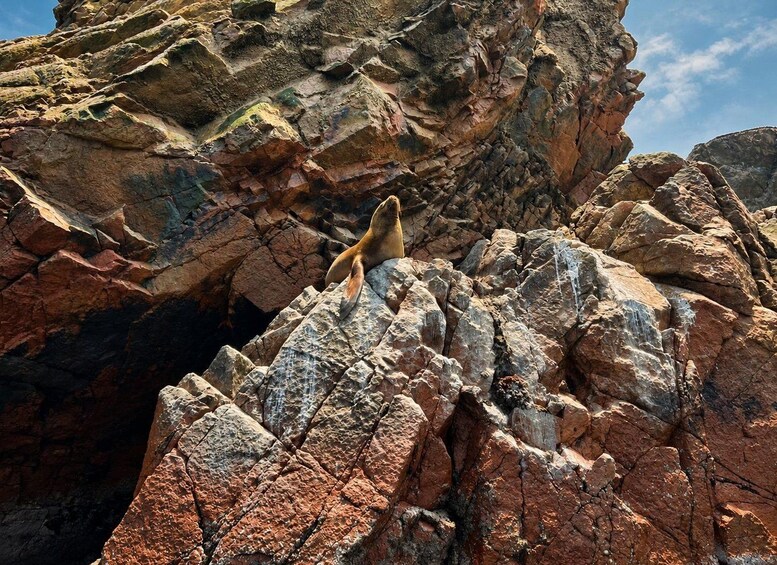 A seal resting on a rocky cliff. 4