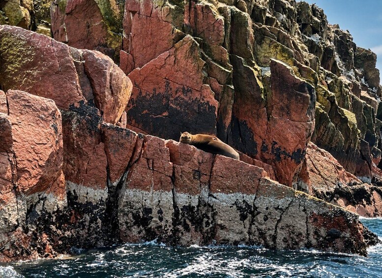 A leopard resting on a rocky cliff by the sea. 3