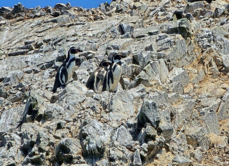 A rocky terrain with penguins. 1