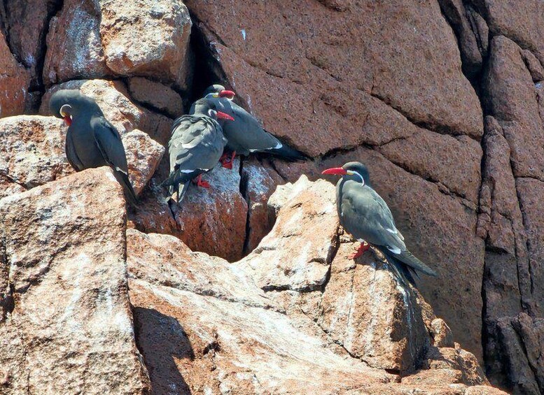 A group of birds perched on rocky terrain. 2