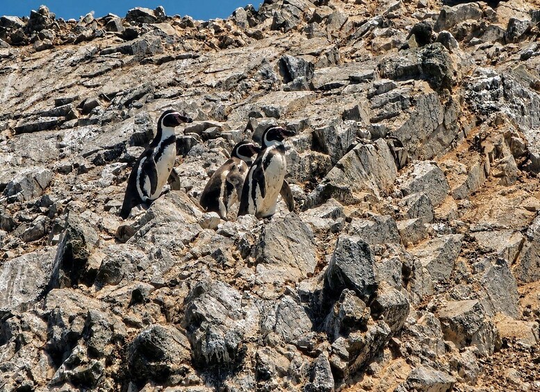A group of penguins on rocky terrain. 1