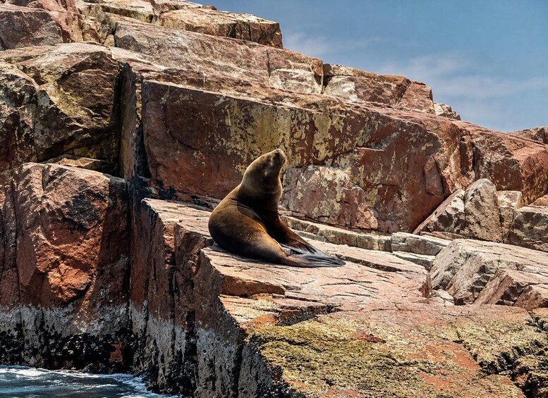 A seal sitting on a rocky outcrop by the sea. 2
