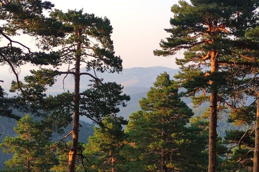 A forest of tall pine trees with a mountain range in the background. 5