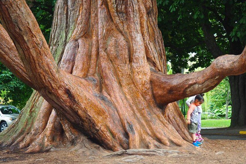 Un árbol grande con raíces gruesas y una persona de pie cerca. 2