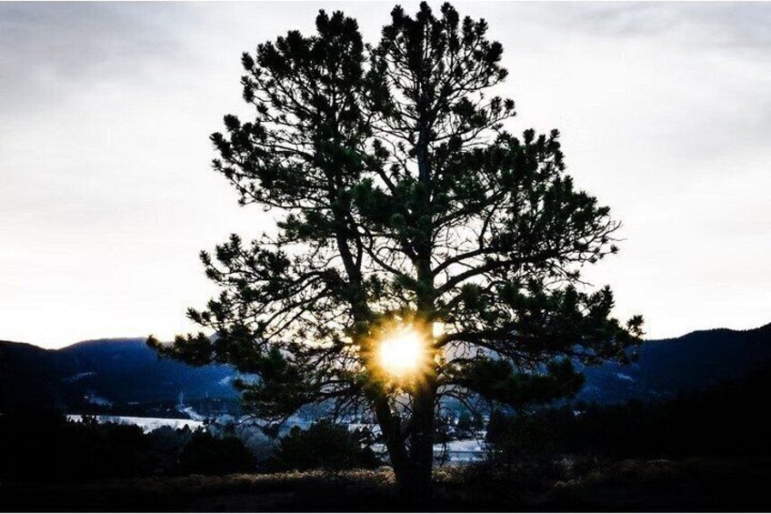 A lone tree with sunlight filtering through its branches. 5