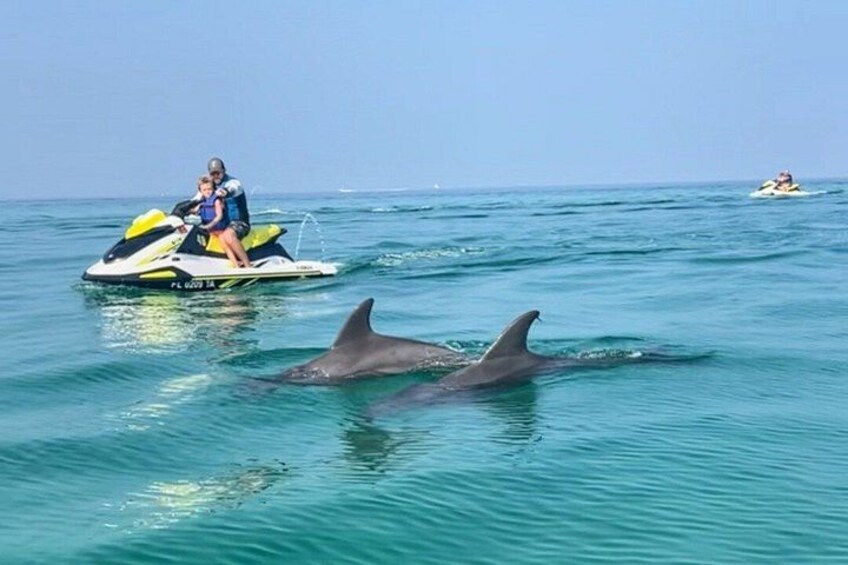 Dos personas en un jet ski con un delfín en el agua. 1