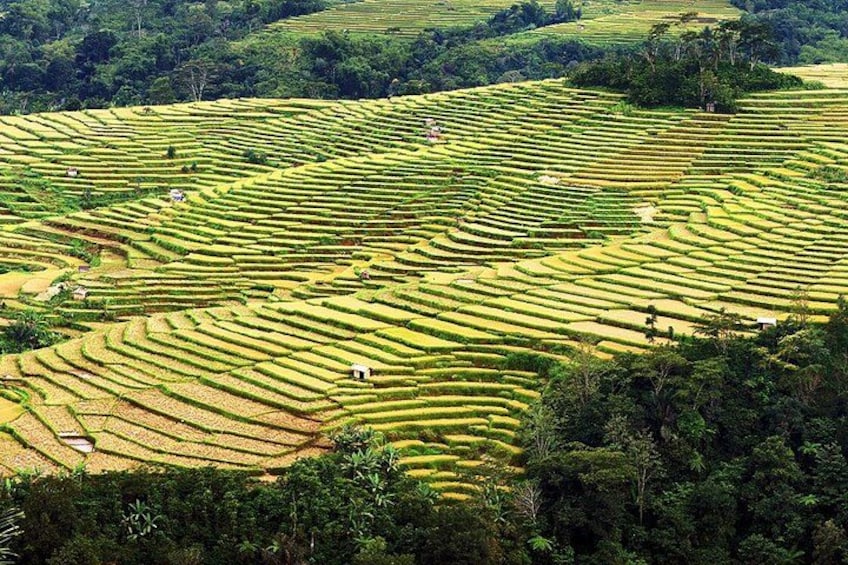 Terraced fields in a hilly landscape. 4