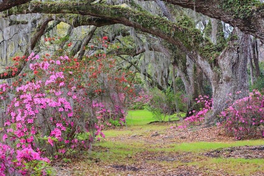 Self-Guided Savannah to Charleston Driving Audio Tour 3