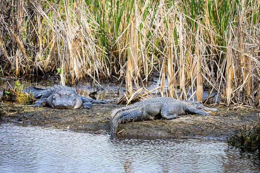 Self-Guided Savannah to Charleston Driving Audio Tour 4