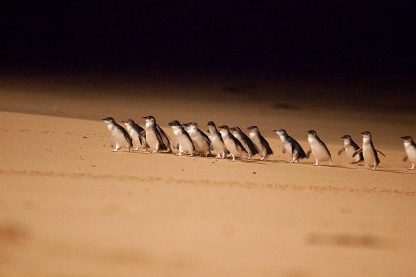 Penguin Parade 1
