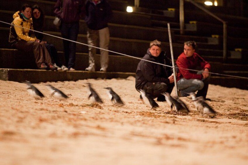 Melbourne Combo: Great Ocean Road Day Trip and Phillip Island Day Trip from Melbourne 4