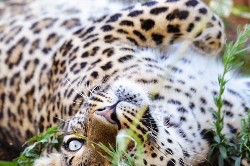 Johannesburg: Harties Aerial Cableway & Safari Park Tour 4