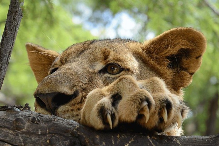 Johannesburg: Harties Aerial Cableway & Safari Park Tour 3