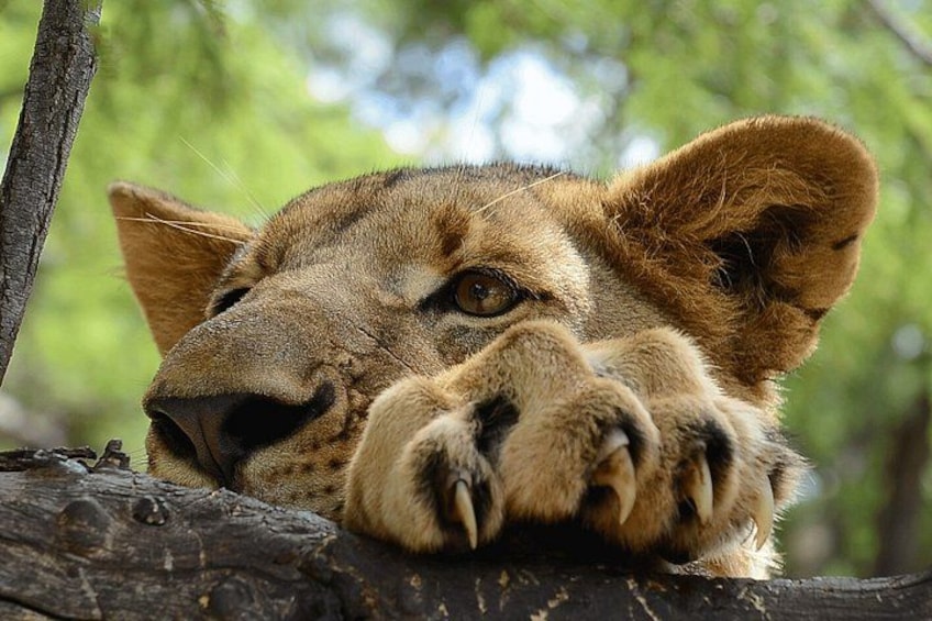 A lion resting on a tree branch. 3