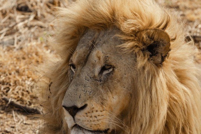 Johannesburg: Harties Aerial Cableway & Safari Park Tour 2