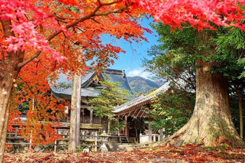 Amanohashidate Ine Funaya and Miyama Thatched Village Day Tour 5