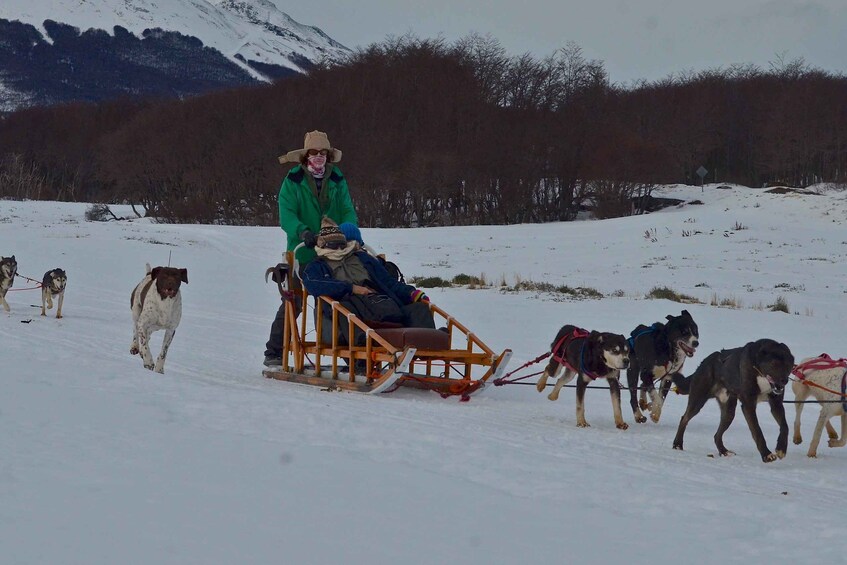 A person in a green jacket and hat sitting on a wooden sled being pulled by dogs. 4