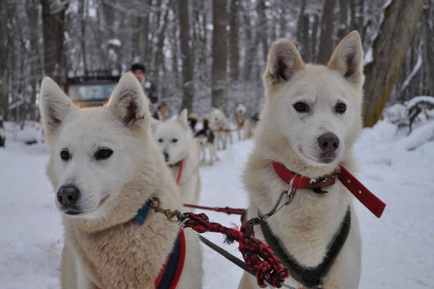 Huskies in a snowy forest, harnessed and ready for sledding. 1
