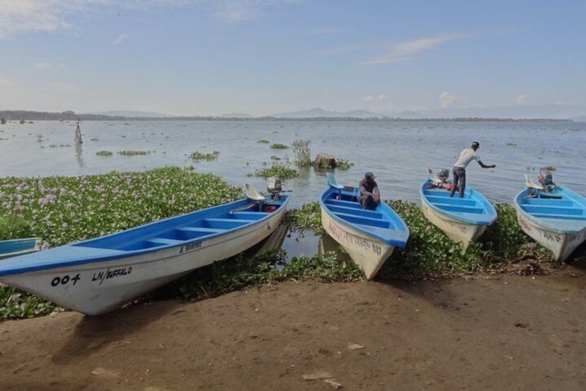 Three small boats on a calm body of water with vegetation floating on the surface. 3