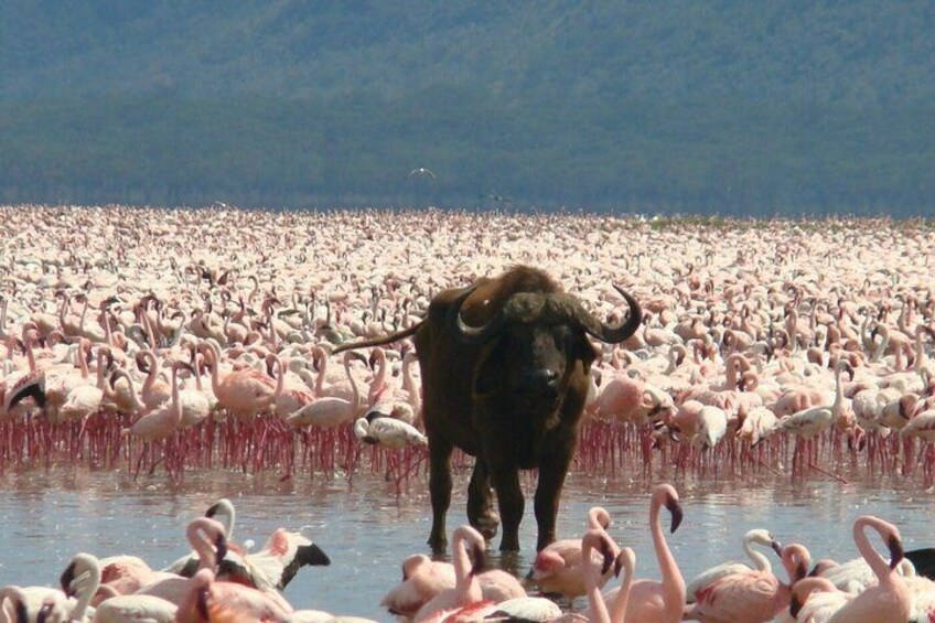 A bull standing in a water body surrounded by numerous flamingos. 5