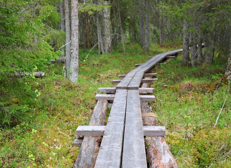 A wooden boardwalk through a forest. 2