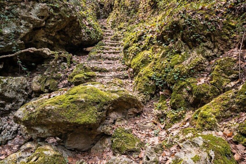 A moss-covered stone staircase in a forested area. 4