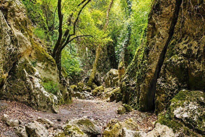 A forested area with a dirt path, moss-covered rocks, and dense green foliage. 3