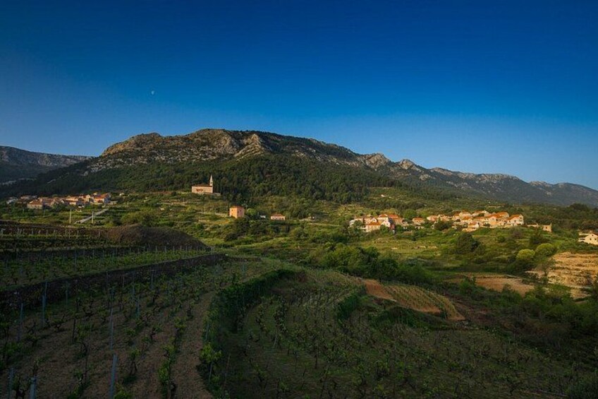 Stari Grad Private Tuk Tuk Tour with Wine Tasting 5