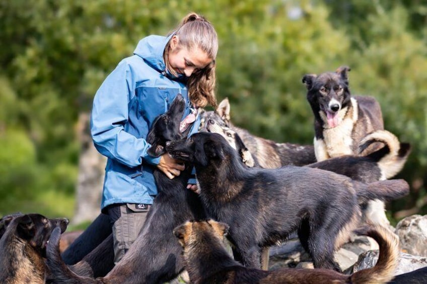 Eine Person interagiert mit mehreren Hunden in einer grünen Außenlandschaft. 4