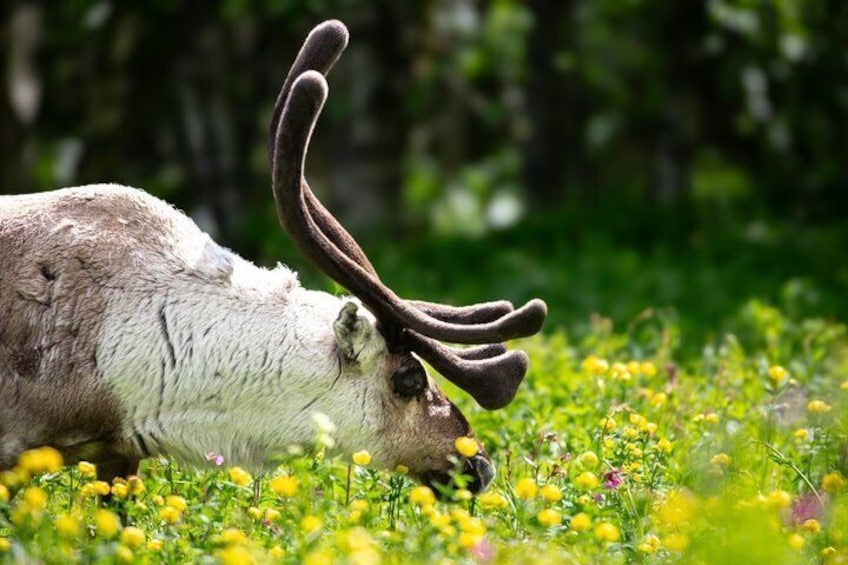 Ein Rentier grast in einem Feld voller gelber Blumen. 5