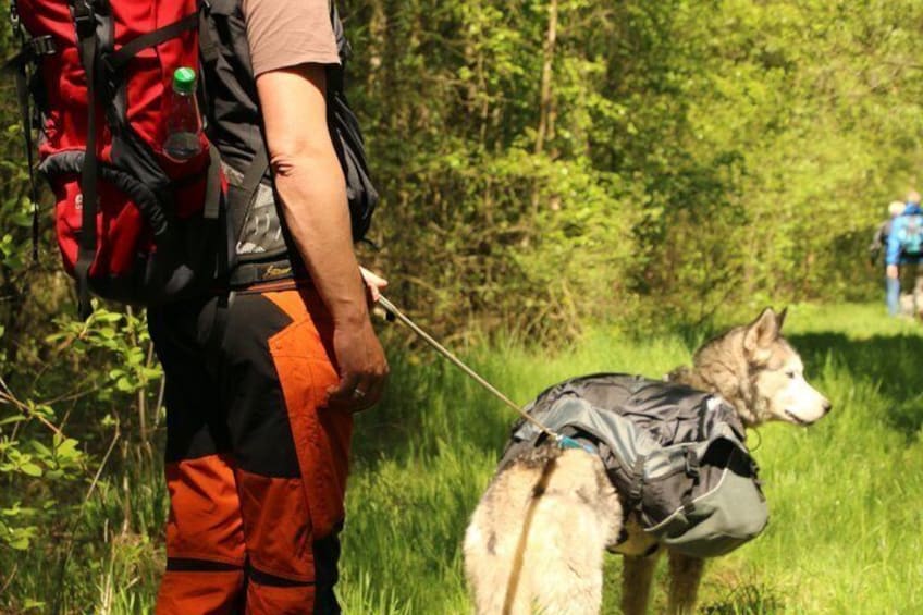 Eine Person mit Hund an der Leine, beide mit Rucksäcken, in einem bewaldeten Gebiet. 2
