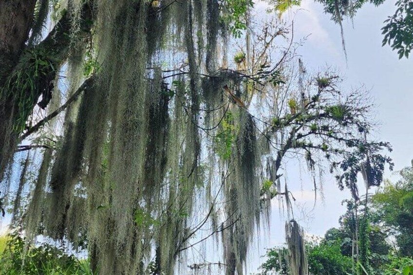 A tree with hanging moss and a street lamp in the background. 2