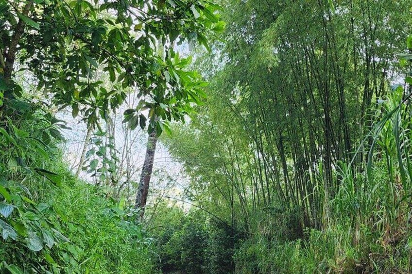 Manizales Hidden Waterfalls 3