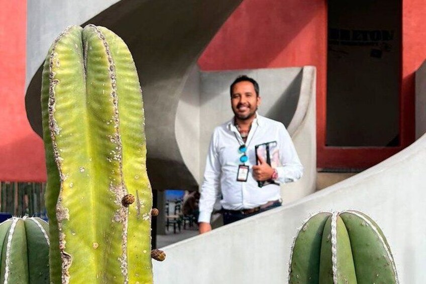 Un cactus verde grande con bordes blancos, una persona con camisa blanca y un edificio rojo al fondo. 5
