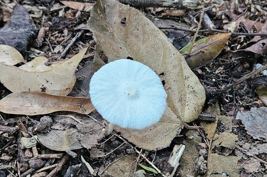 Un hongo blanco creciendo sobre una hoja. 5