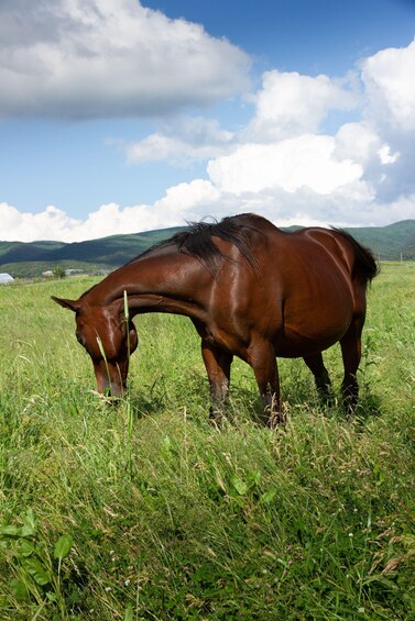 A brown horse grazing in a grassy field with a clear sky and distant hills. 4