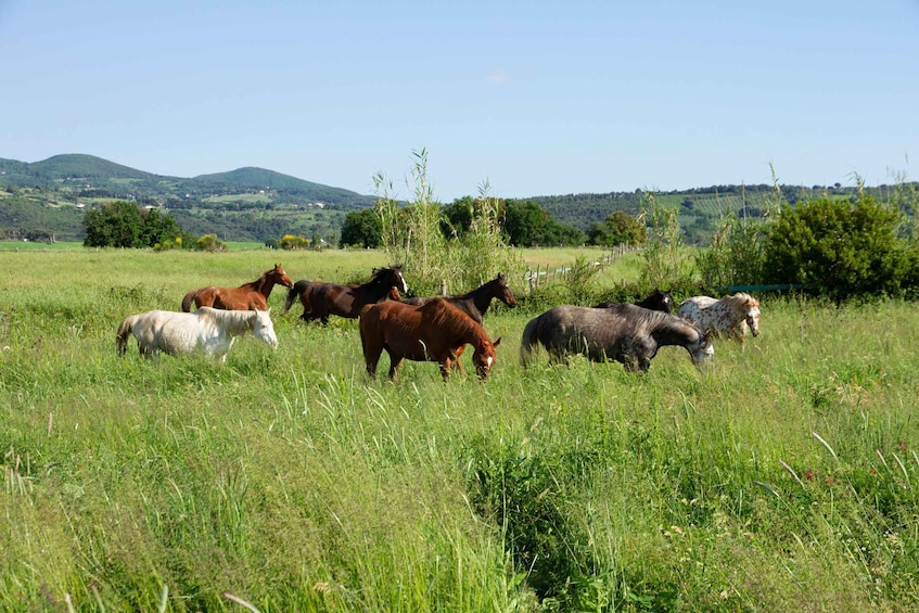 Picture 4 for Activity Tuscany: Free-Roaming Horses Walk with Aperitif 2