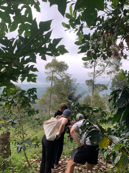 A group of people in a forested area with large leaves and trees. 2