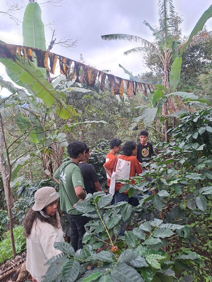 A group of people exploring a dense, tropical forest with large banana plants and other greenery. 5