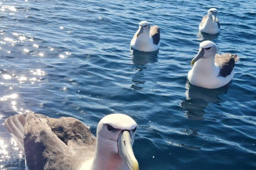 A group of albatrosses swimming in the ocean. 5
