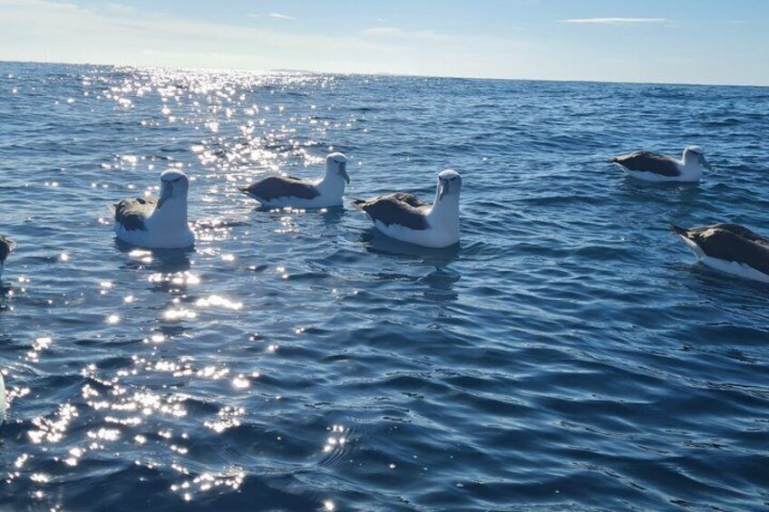 A group of albatrosses swimming in the ocean. 4