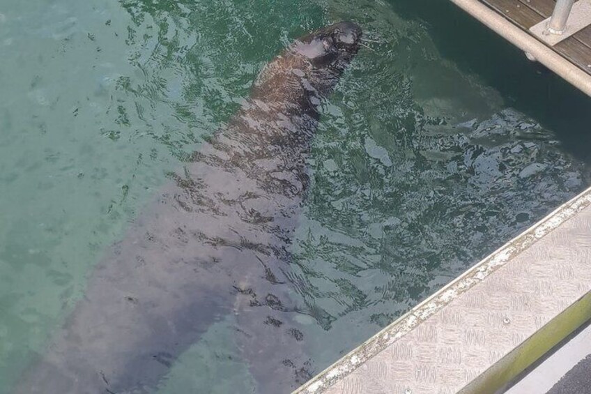 A large animal, possibly a whale, swimming in a pool. 2