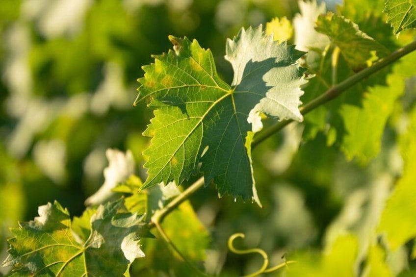 A close-up of a grapevine leaf with serrated edges and a visible tendril. 3