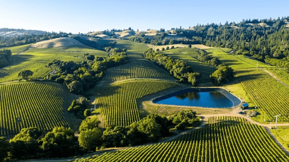 A vineyard with rows of grapevines and a small pond. 2