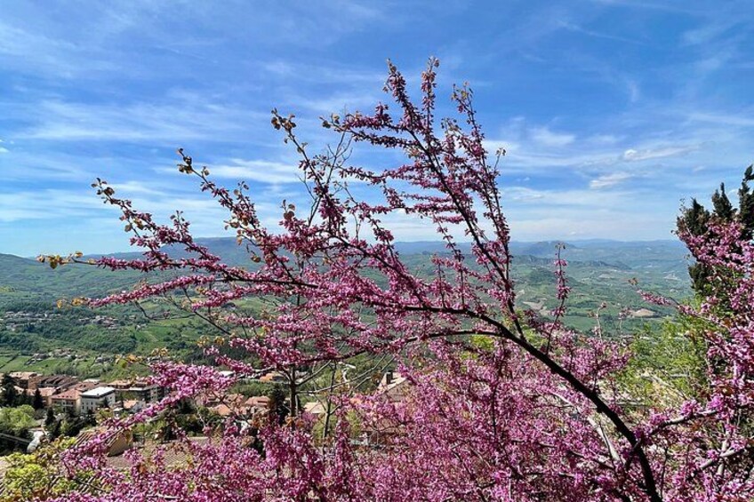 A landscape with a tree in full bloom, a distant view of a valley, and a clear blue sky. 3