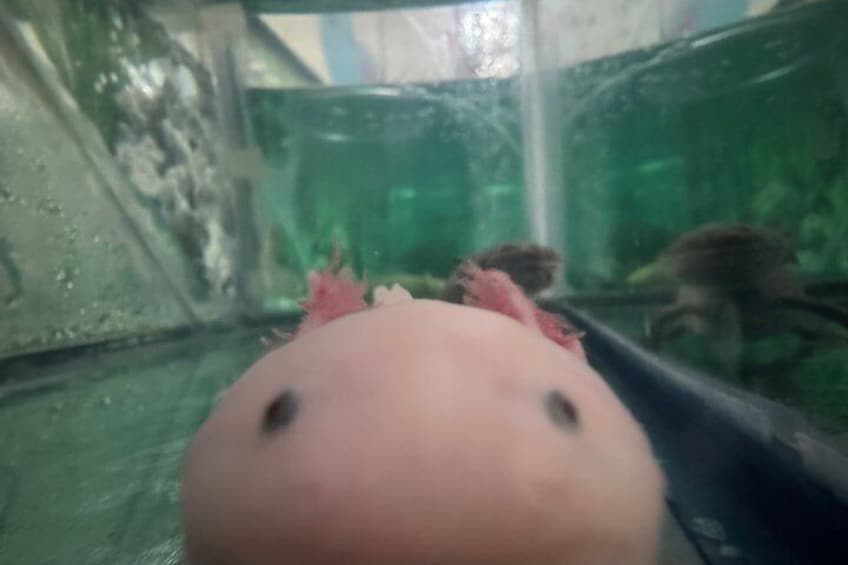 Xochimilco Sanctuary of the Axolotl Akhote 3