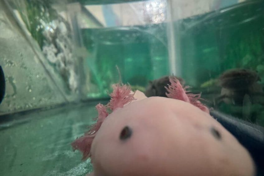Xochimilco Sanctuary of the Axolotl Akhote 5