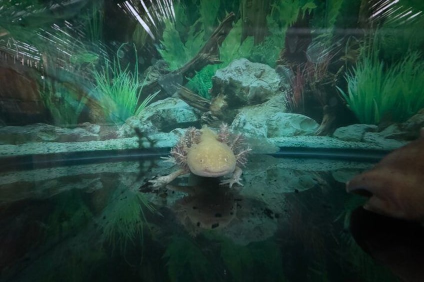 Xochimilco Sanctuary of the Axolotl Akhote 2