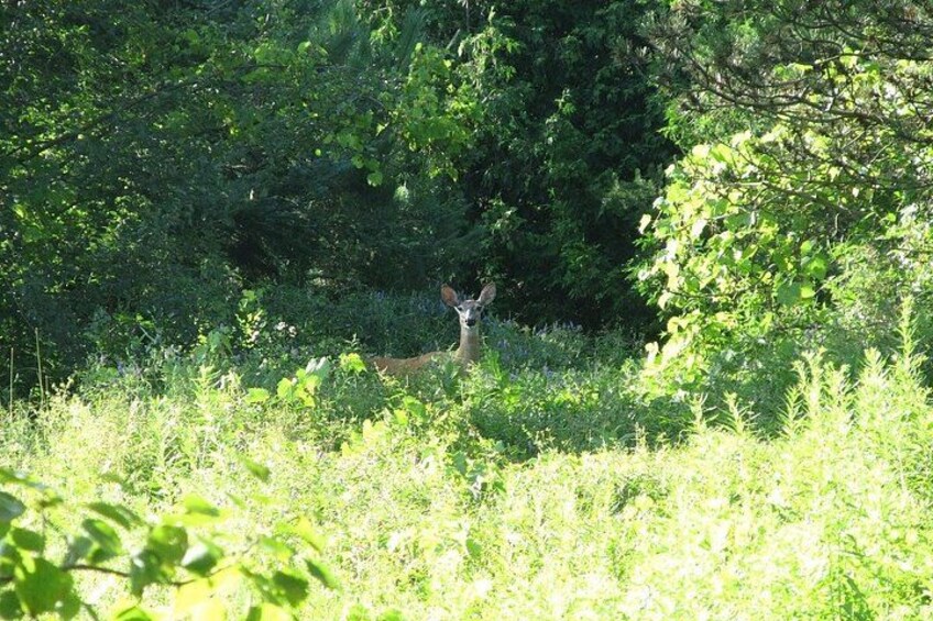 A deer in a forested area with dense greenery and trees. 1