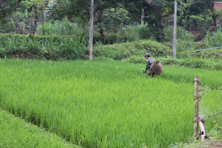 A person walking through a lush green rice field with a basket, surrounded by dense vegetation and trees. 2